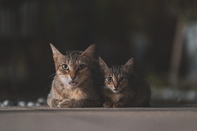 animals