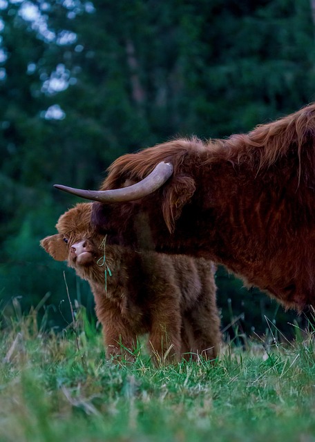 cows