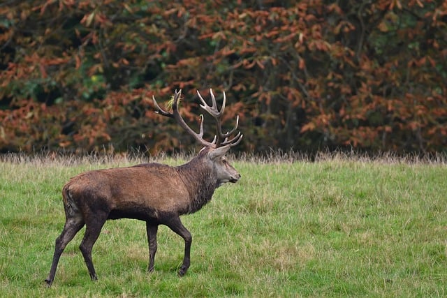 deer
