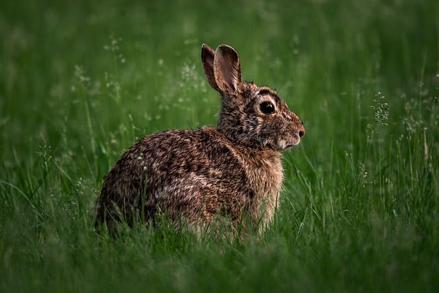 eastern-cottontail