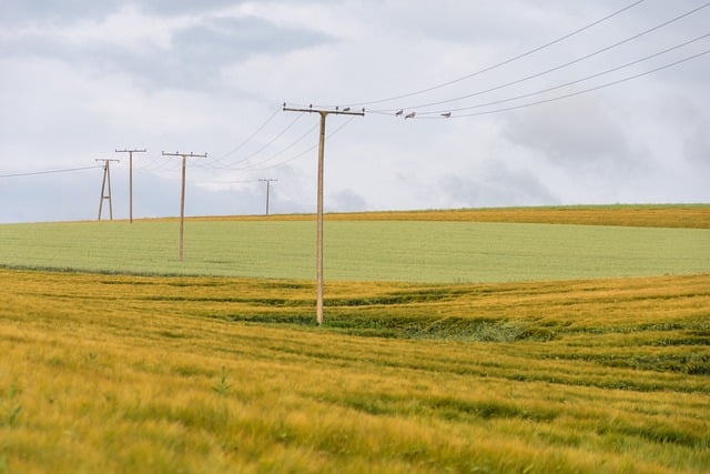 grain