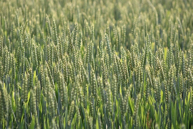 grain
