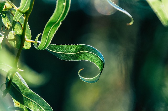 leaf-
