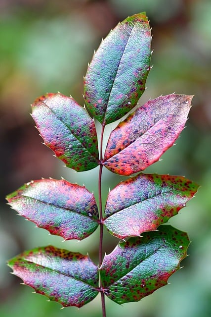 mahonia