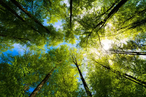nature