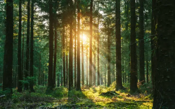 nature