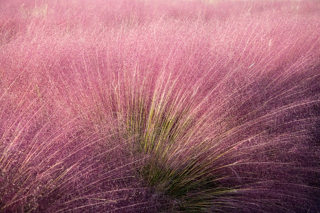 pink-muhly