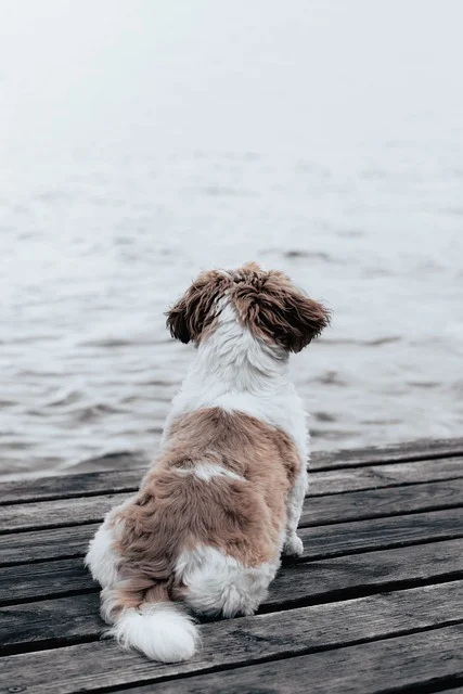 shih-tzu