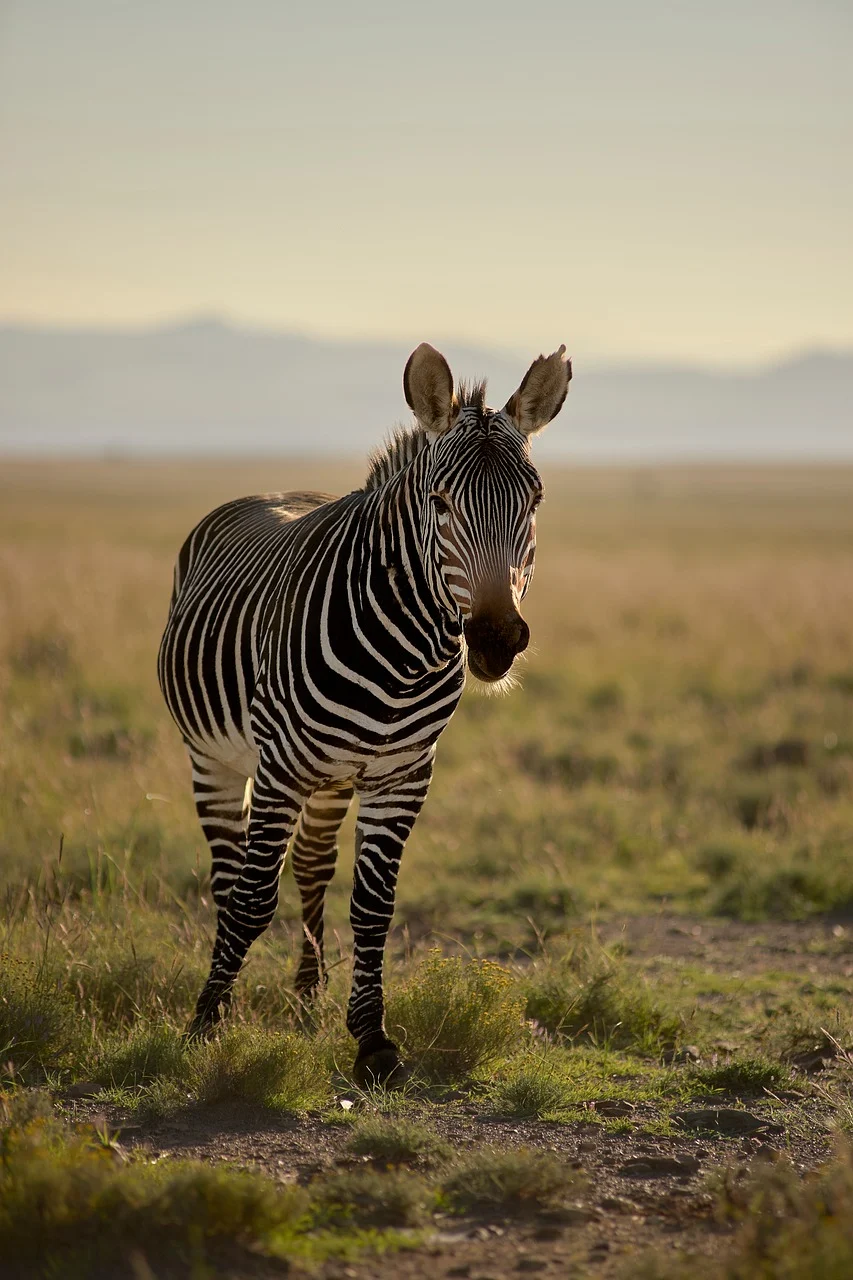 zebra